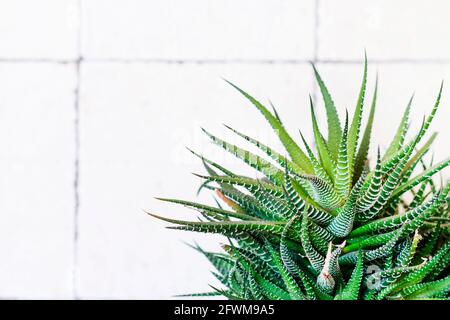 Aristaloe aristata (Lace Aloe) plant on white background. Garden hobby
