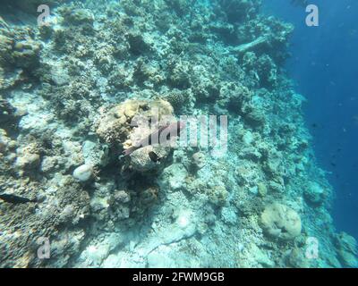 Schools of colorful tropical fish swimming around corals in a tropical reef in Maldives. Stock Photo