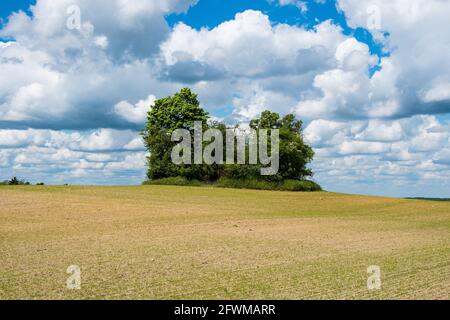 Group of trees on grassland Stock Photo