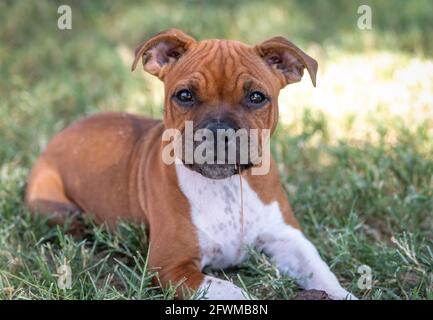 Red Staffordshire Terrier puppy in the grass chewing on a weed posing in a natural portrait Stock Photo