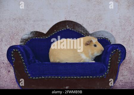 Guinea pig lies on the sofa Stock Photo Alamy