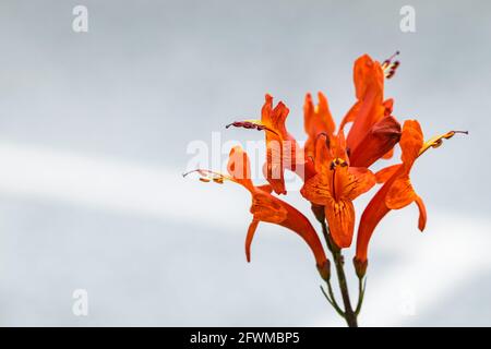 Honeysuckle flowers bloom and wild red berries growing in a hedgerow in