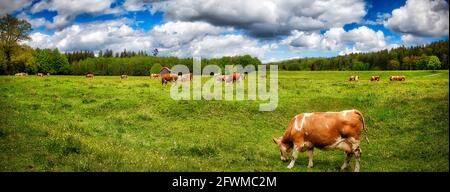 DE - BAVARIA: Healthy cattle in natural surroundings near Bad Tölz  (Panoramic HDR- Photography) Stock Photo