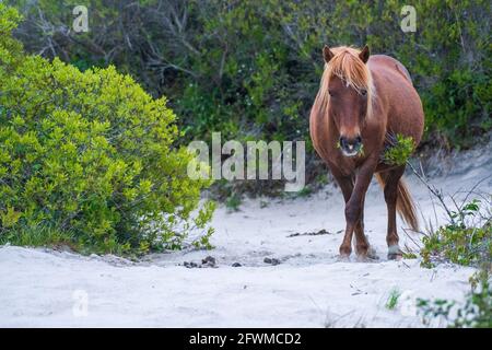 A wild pony grazes in the sand dunes at Assateague Island National Seashore. Stock Photo