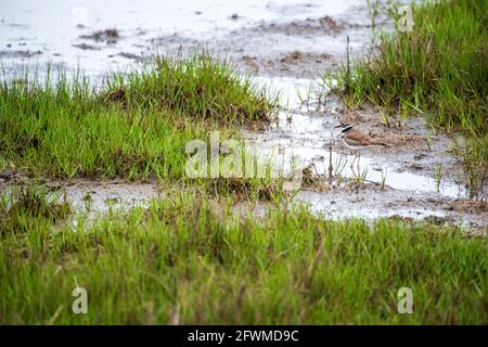 A killdeer (Charadrius vociferus) walks in the marshy grasses of the bay at Assateague Island National Seashore. Stock Photo