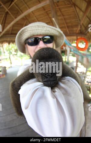 Spider Monkey: Young Spider Monkeys are often orphaned due to logging and other human activities. Stock Photo