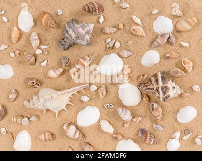 Mix of sea shells on a sand background. Stock Photo