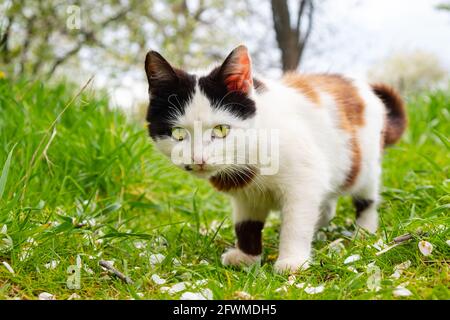 beautiful black and white cat in the garden. Stock Photo