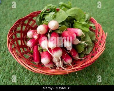 Fresh radish bouquet in basket on green grass, vegetarian food Stock Photo