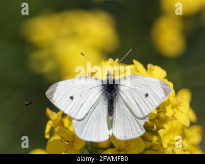 A Small White Butterfly (Pieris rapae) on a black mustard wildflower (Brassica nigra) on the bank of the River Calder in Wakefield, West Yorkshire Stock Photo