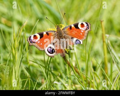 A Peacock Butterfly (Aglais io) with torn wings on a Beaked Hawksbeard wildflower (Crepis vesicaria) on the bank of the River Calder in Wakefield, Wes Stock Photo