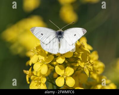 A Small White Butterfly (Pieris rapae) on a black mustard wildflower (Brassica nigra) on the bank of the River Calder in Wakefield, West Yorkshire Stock Photo