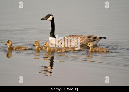 Canadian Goose with gosling babies swimming and displaying their wings, head, neck, beak, plumage in their environment and habitat. Canada Geese. Stock Photo