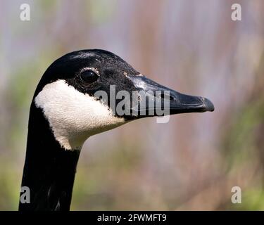 Canada Goose close-up profile view of head shot with a blur background in its environment and habitat. Canadian Goose Image. Picture. Portrait. Stock Photo