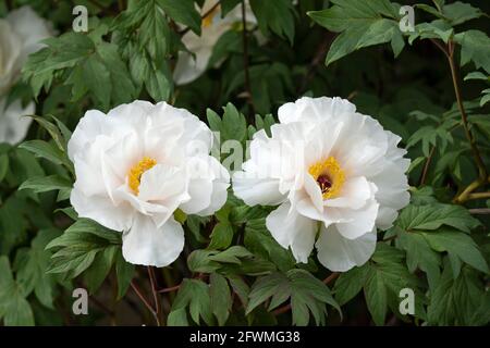 White Peonies flowering in late Spring, Garden Perennials, Peony Flowers Stock Photo