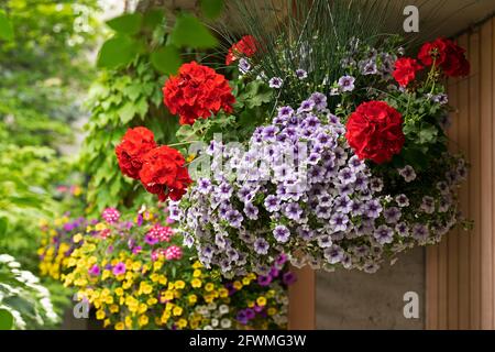 Petunias and Geraniums in a Hanging Basket arrangement of flowers, Hanging Petunia, Geranium Flowers in Spring Stock Photo