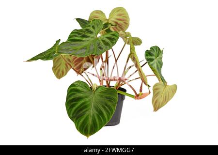 Tropical 'Philodendron Verrucosum' houseplant with dark green veined velvety leaves in flower pot isolated on white background Stock Photo