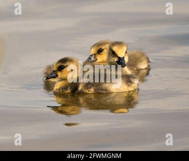 Canadian babies gosling close-up profile view swimming  in their environment and habitat with water background. Canada Goose Gosling Image. Picture. Stock Photo