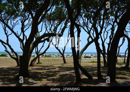 The gnarled forms of scrub live oak trees on the coast at Fort Fisher near Wilmington, North Carolina. Stock Photo