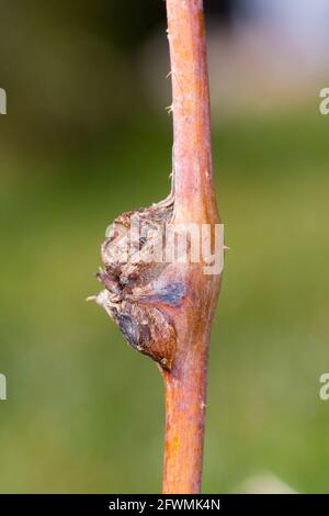 Damaged Raspberry Fruit Damaged raspberry shoots by Raspberry gall midge - Lasioptera rubi ...