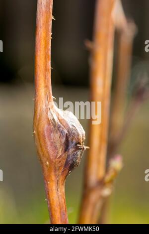 Damaged Raspberry Fruit Damaged raspberry shoots by Raspberry gall midge - Lasioptera rubi ...