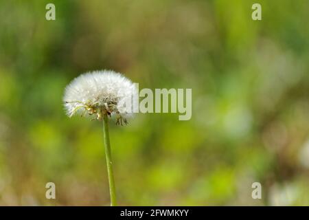 Dandelion clock. Quebec,Canada Stock Photo