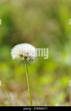 Dandelion clock. Quebec,Canada Stock Photo