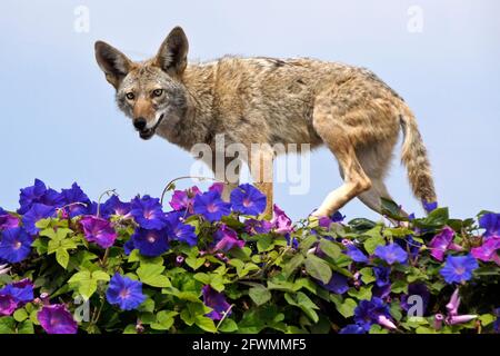 Coyote walking on top of wall covered in morning glories, Huntington Beach, Orange County, California Stock Photo