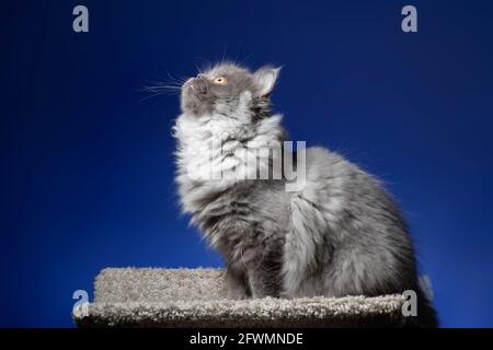 Profil portrait of a beautiful fluffy long haired grey kitten looking up. Stock Photo