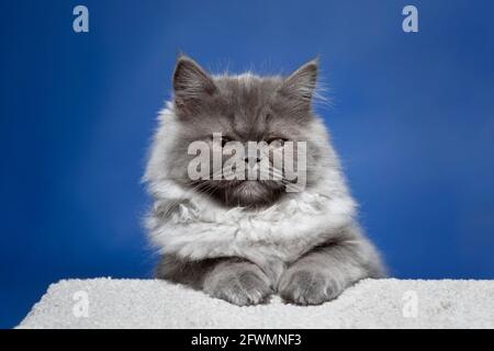 Adorable long haired grey kitten perfectly posed like a person against a blue background. Stock Photo