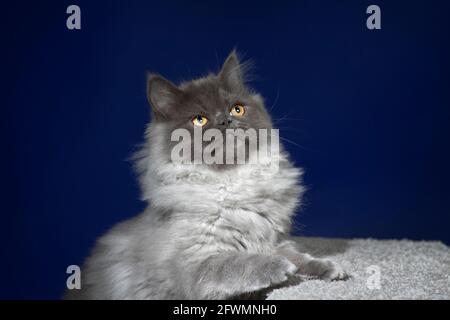 Funny photo of  an angry looking long haired grey kitten. Stock Photo