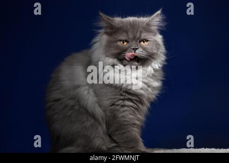 Funny grumpy looking long haired kitten licking his lips. Stock Photo