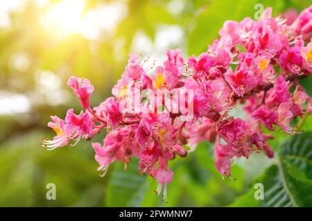 Beautiful spring flowering of Red Horse Chestnut on a sunny day. Inflorescence of Aesculus x carnea against of the leaves. Pink chestnut tree blossom Stock Photo