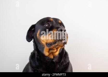 A female rottweiler breed dog posing on a white background Stock Photo