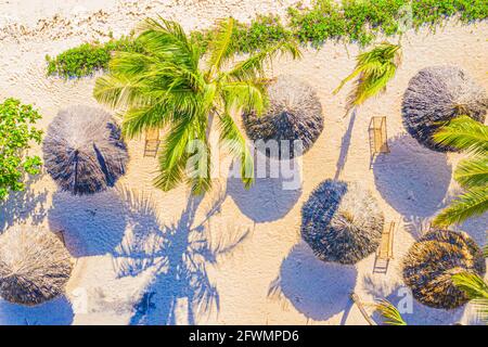 Aerial view of palms on the sandy beach of Indian Ocean at sunny