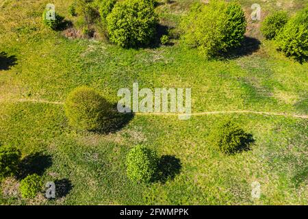 Top view aerial shot of green field with grass and trees Stock Photo