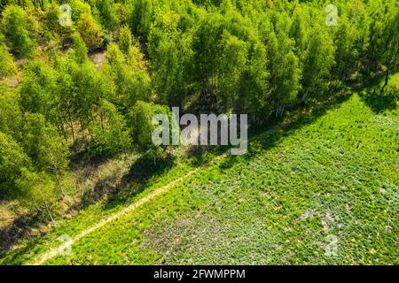 Top down view of an evergreen forest in early summer with a dirt Stock Photo