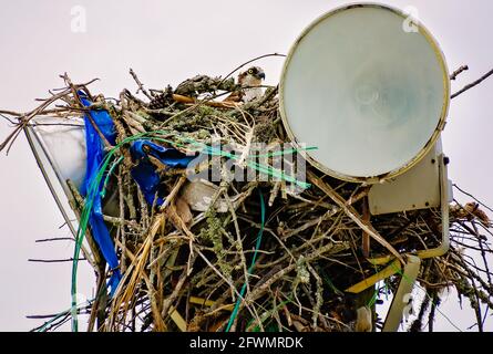 A female osprey sits on her nest atop a light pole, May 22, 2021, in Biloxi, Mississippi. Female ospreys lay between one and four eggs. Stock Photo