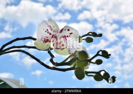 Beautiful orchid flowers with purple dots and blue sky with white fluffy clouds in background on a sunny spring day Stock Photo
