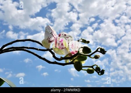 Phalaenopsis orchid flowers with purple dots and blue sky with white fluffy clouds in the background on a sunny spring day Stock Photo