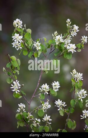 Saskatoon Berry shrub in flower (Amelanchier alnifolia) in a prairie riparian woodland in May Stock Photo