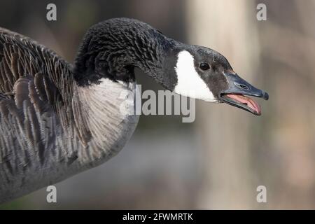 Canada Goose hissing during breeding season (Branta canadensis) Stock Photo
