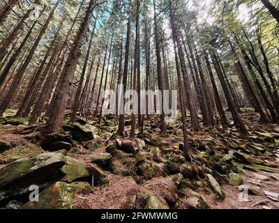 view from inside of fir tree forest. copy space Stock Photo