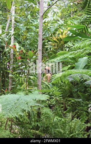 Captured in the wild next to the Kuranda original markets, lingering in the beautiful tropical gardens and rainforest reserve Stock Photo
