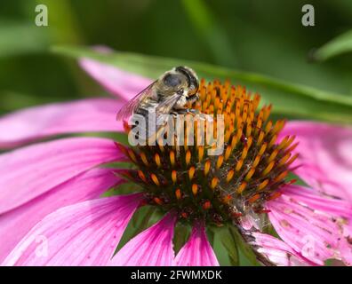 Broad handed Leafcutter Bee, Megachile latimanus collecting pollen and nectar from a Purple Coneflower, Echinacea purpurea Stock Photo