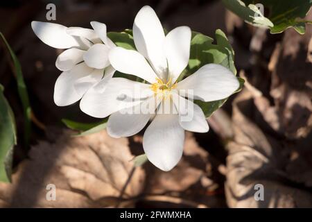 Bloodroot, Sanguinaria canadensis, flower, a member of family Papaveraceae or Poppy. Stock Photo