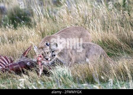 Puma kitten with its mother at a guanaco carcass near dark, Lago Sarmiento, Patagonia Stock Photo