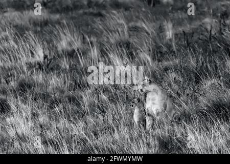 Alert mother puma and kitten at night in the tall grasses, Lago Sarmiento, Patagonia Stock Photo