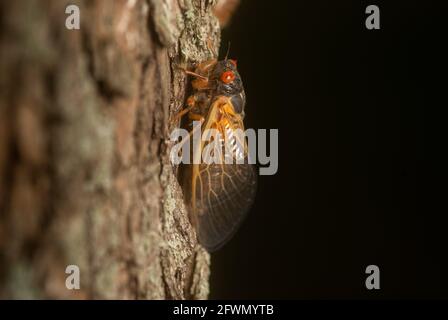 An adult 17-year Brood X cicada during the 2021 emergence in eastern Illinois completing the 17 year cycke . Stock Photo