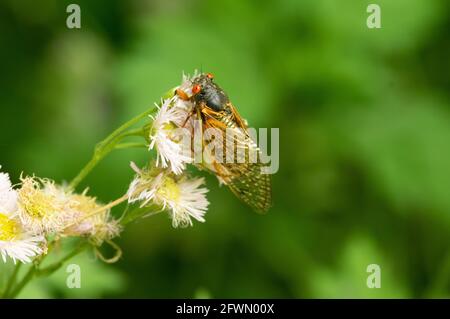 Brood X Cicada (Magicicada) on fleabane flower, Carderock Recreation Area, MD Stock Photo